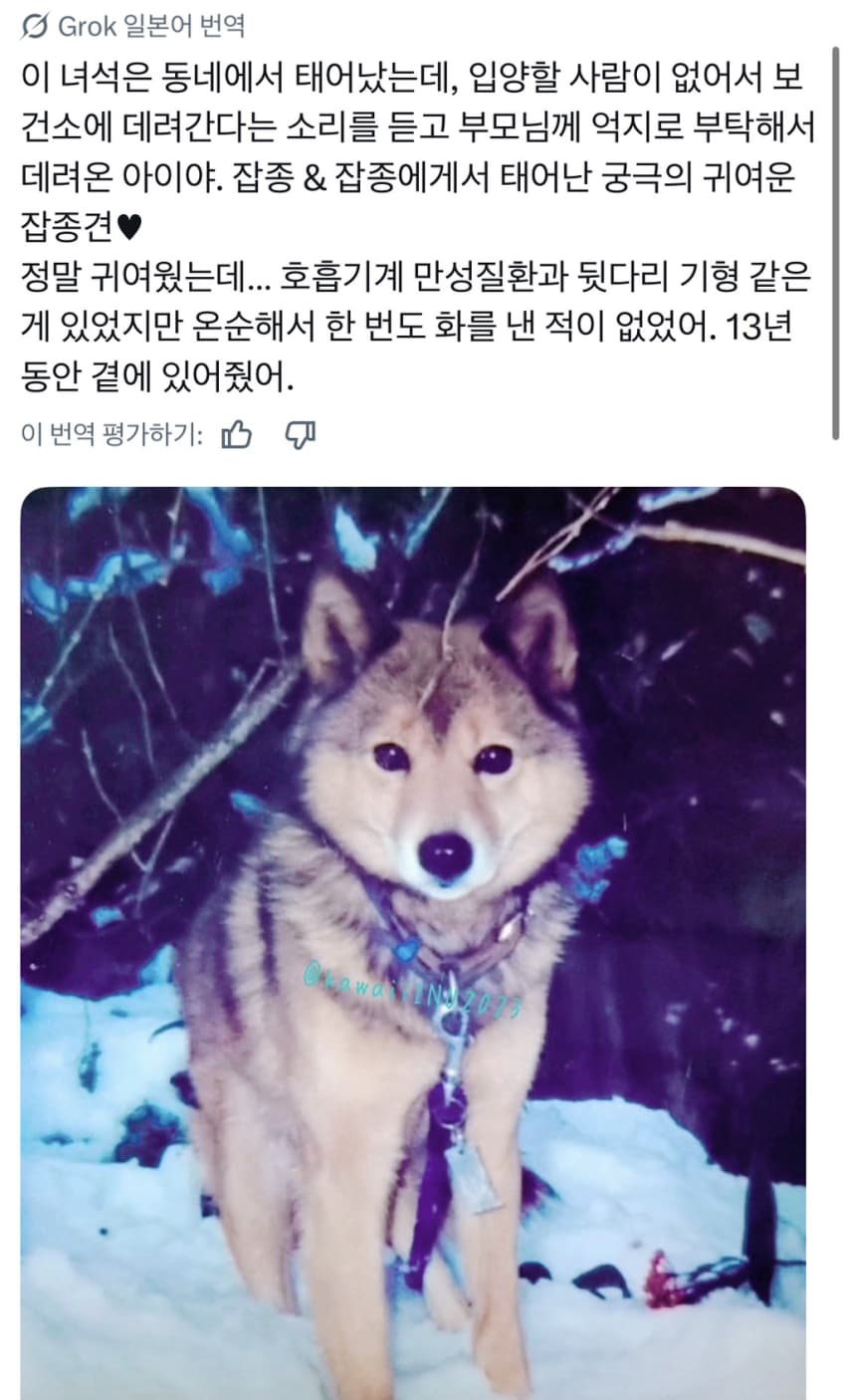 싱글벙글 너무 섞여서 잘 모르겠는 잡종견 사진집이 갖고 싶어 (17)