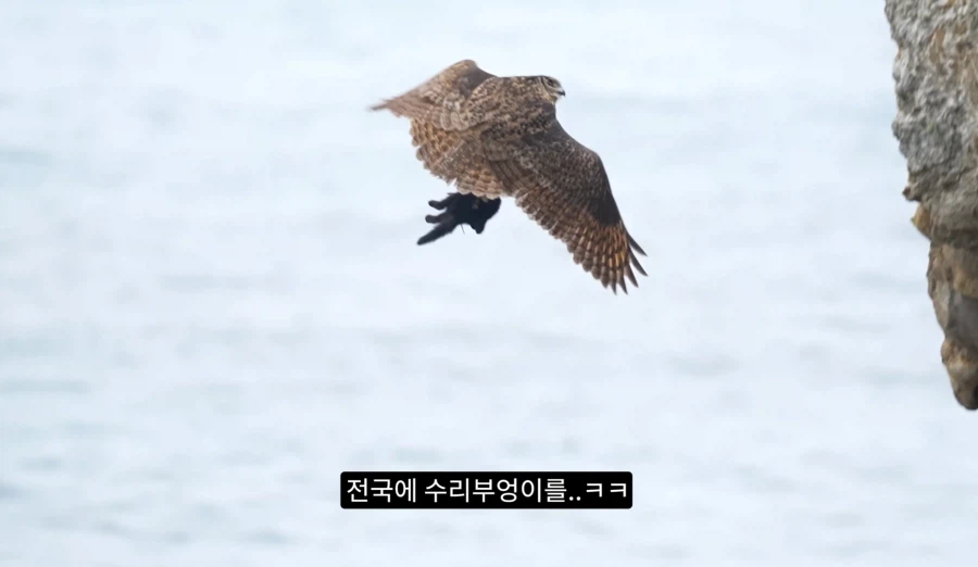 새덕후가 말하는 고양이 살처분 현실적 솔루션 (3)
