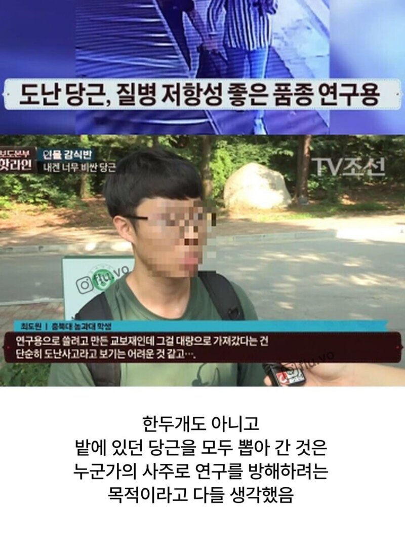 고기구워먹는다고 연구용 당근 몽땅캐간 지역주민들 (3)