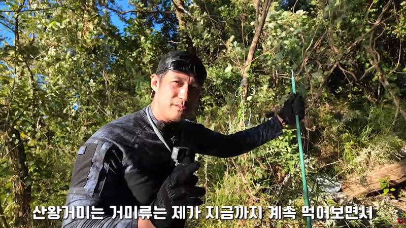 혐주의) 산왕거미를 생으로 먹어버린다는 국내 유튜버 (12)