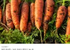 국내산 쥬스용 햇당근 5kg