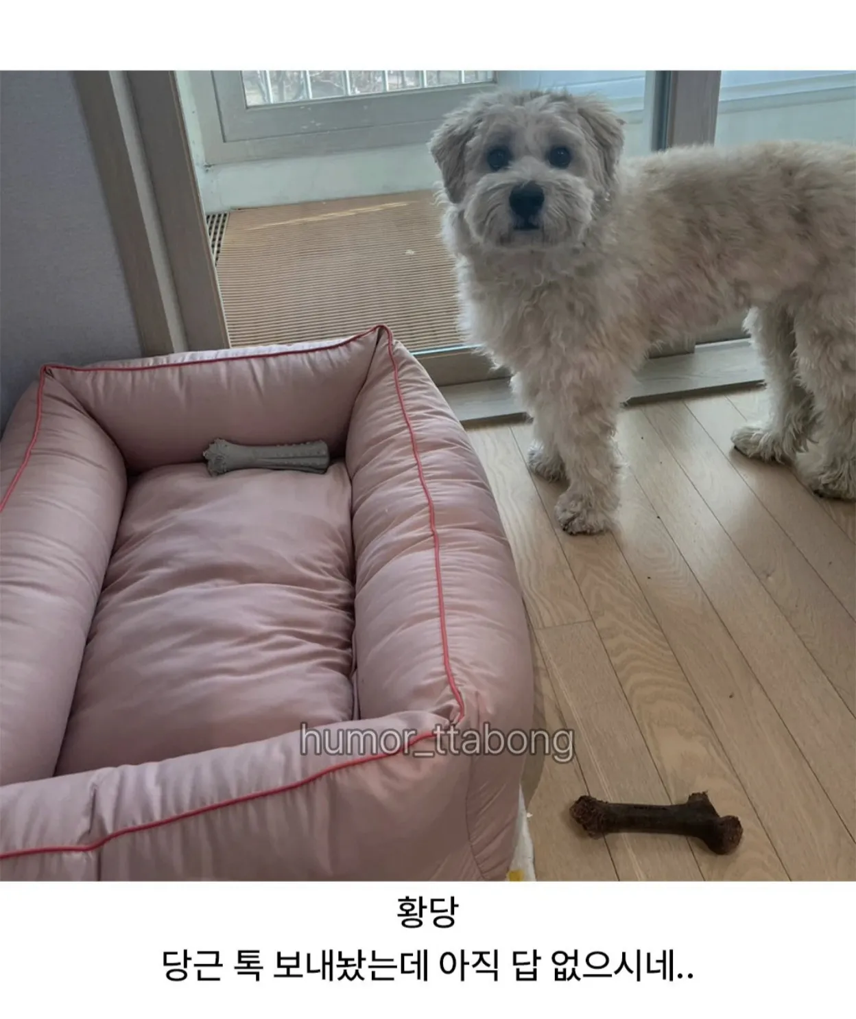 강아지방석 당근했는데 (3)