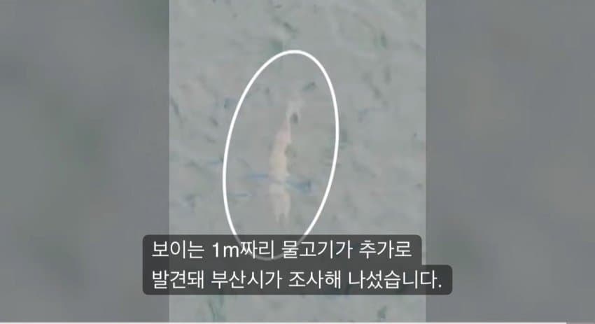 부산 북항에 상어 새끼 깠다는디 ㅋㅋ (3)