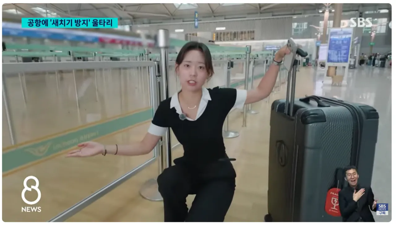 image.png [SBS] 인천공항에 '새치기 방지' 울타리 설치 이후 근황