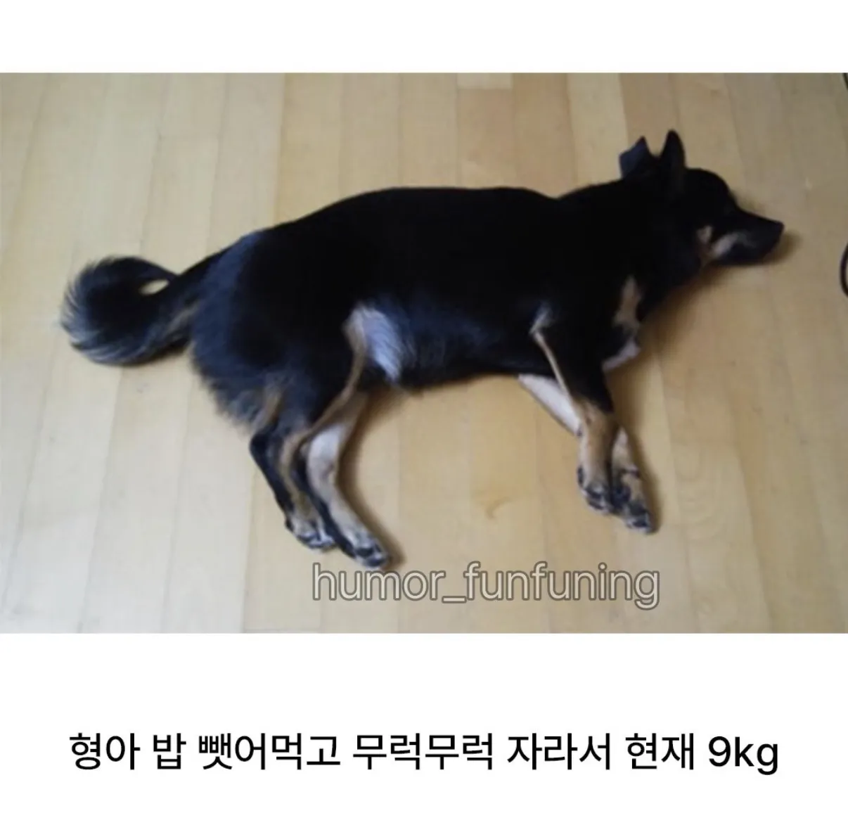 개 분양 사기당한 멍갤러 (3)