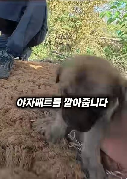 조회수1500만 견주 허락 없이 1개월 아기 강아지 그늘막 설치 사연, (29)