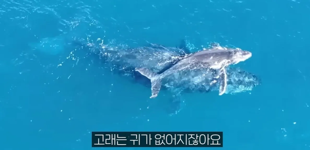 사람의 귀가 아가미에서 진화했다?