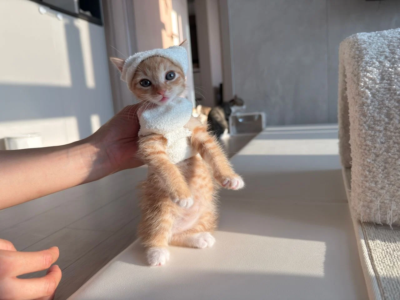 다이소 산 옷을 입는 고양이 (4)