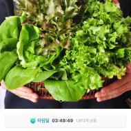 (타임딜) 샐러드채소 1kg, 4900원