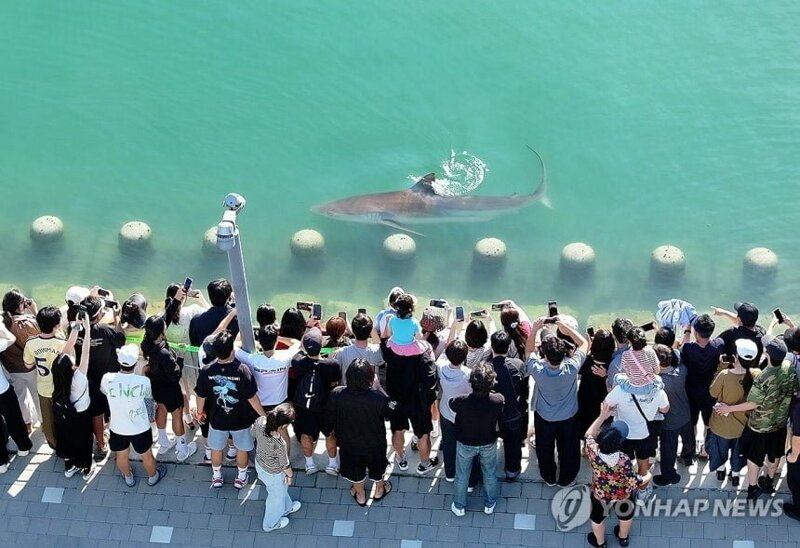 부산 상어 드론샷 (4)