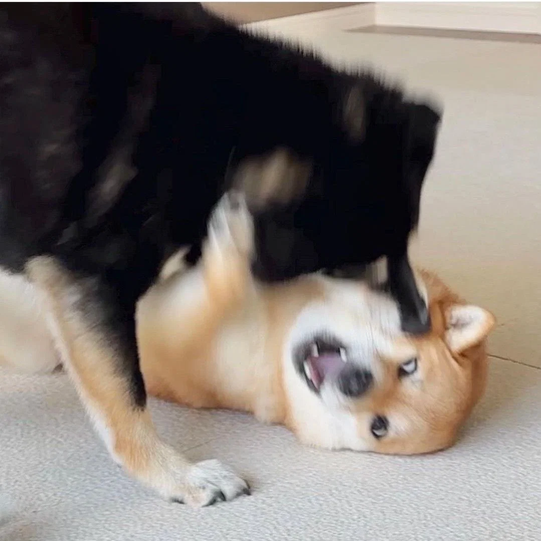맘마를 맛있게 먹은게 분명한 아기냥이 (11)