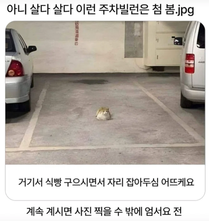 미용실 보냈는데 푸들이 실종되고 아기양으로 돌아왔습니다 (63)