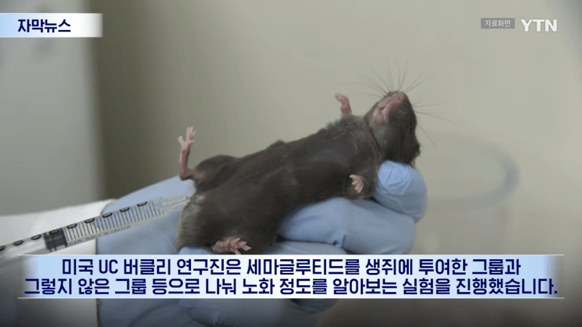 수명까지 늘었다...비만약 뜻밖의 효과 (3)