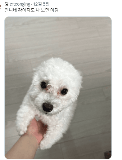 싱글벙글 반가우면 민머리 되는 댕댕이들 (9)