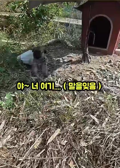조회수1500만 견주 허락 없이 1개월 아기 강아지 그늘막 설치 사연, (2)