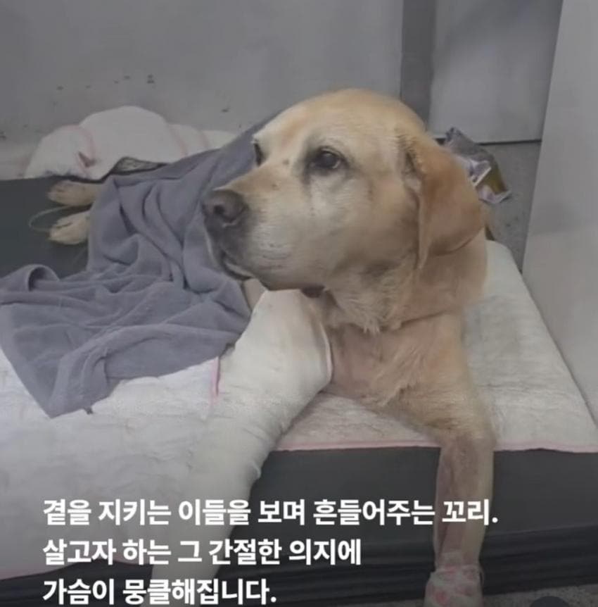 싱글벙글 7시간동안 수로에 빠져 가만히 있던 리트리버 근황 (11)