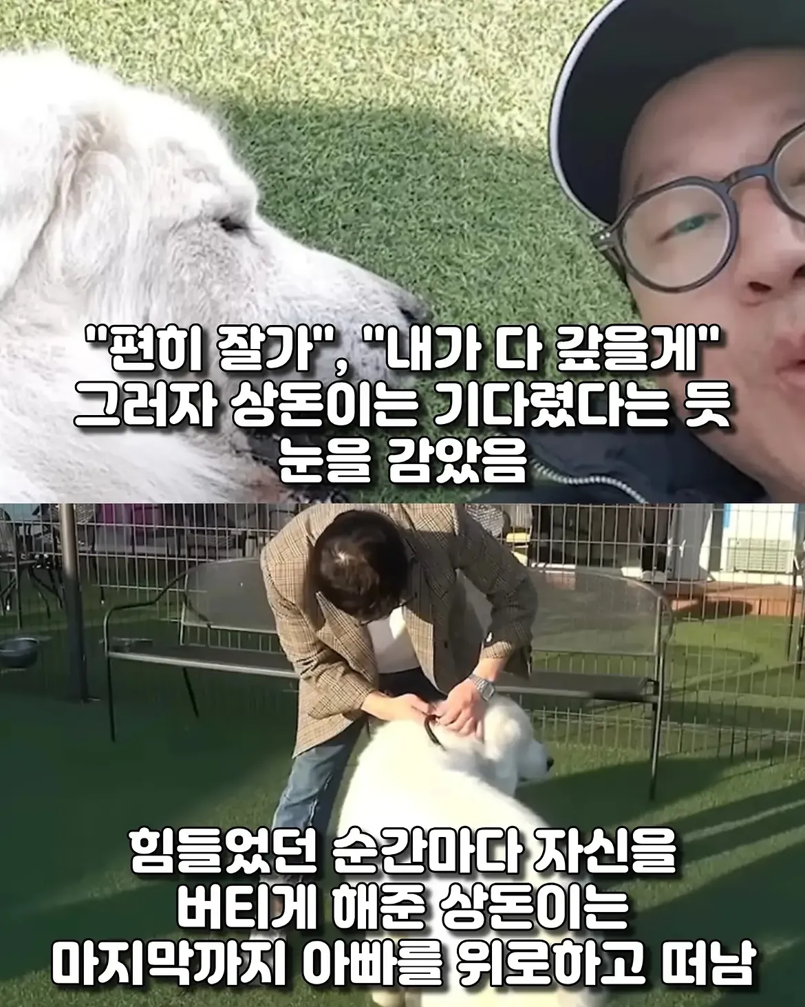 싱글벙글 17년동안 고마웠어요 힘겹게 버티던 댕댕이가 마지막까지 기다 (11)