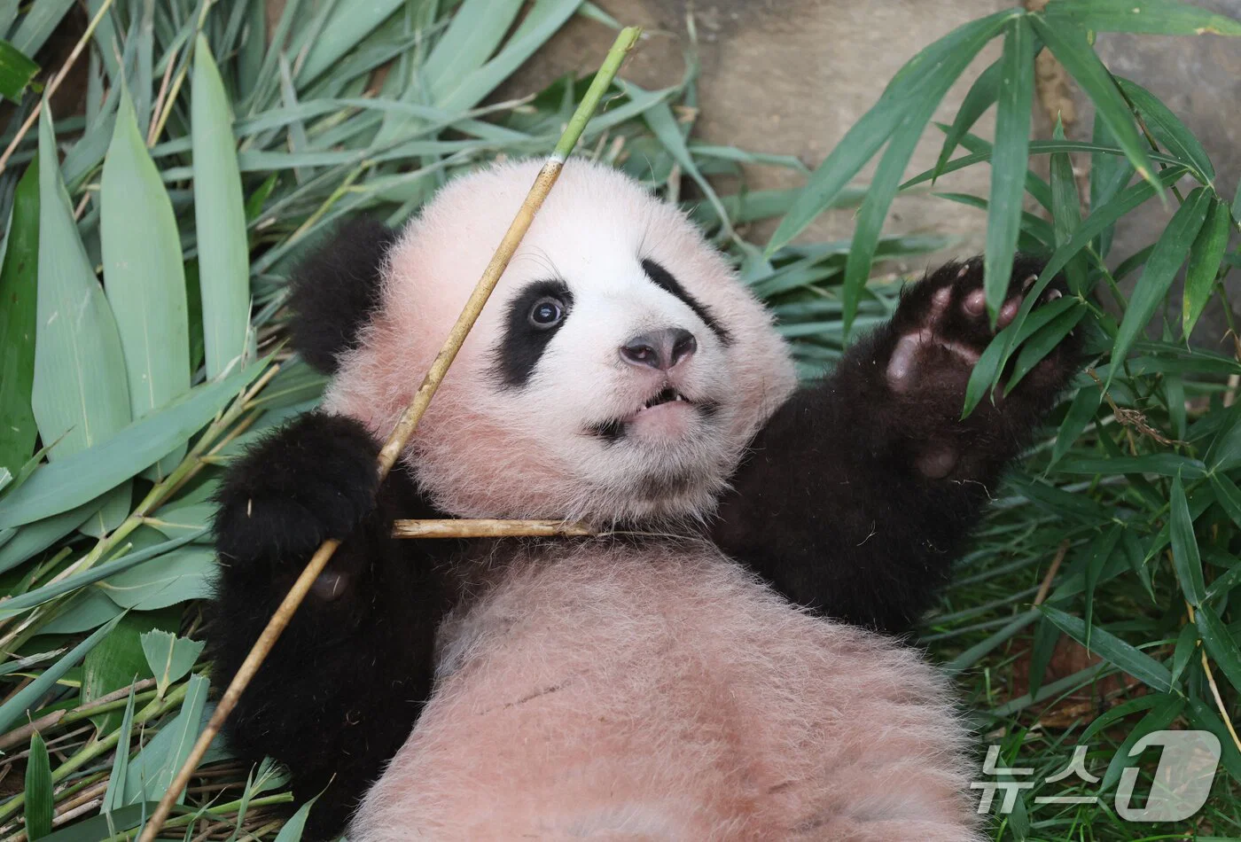 혼자서도 잘 노는 막둥이 슈바오🐼🩵 (9)