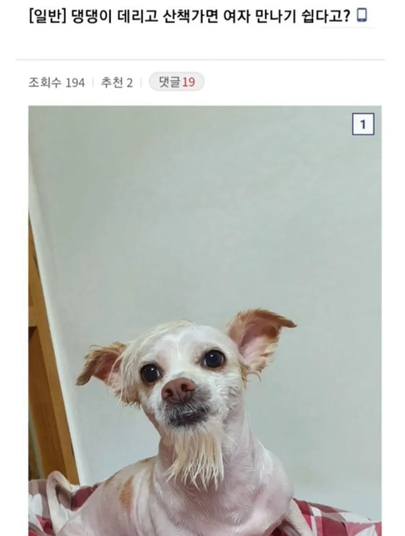 강아지 데리고 산책가면 여자 만나기 쉽다고??