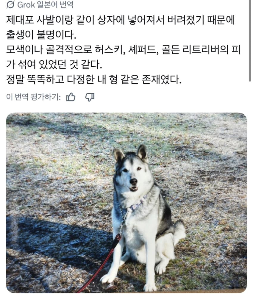 싱글벙글 너무 섞여서 잘 모르겠는 잡종견 사진집이 갖고 싶어 (4)