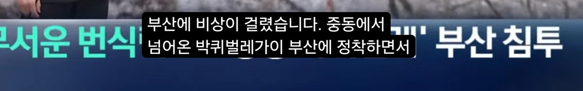 (바퀴사진주의) 어쩌다보니 한국 바퀴벌레를 응원하게 생긴 현재 부산 상황.
