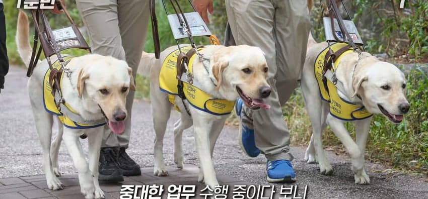 안내견은 목적지를 어떻게 아는 걸까? (32)