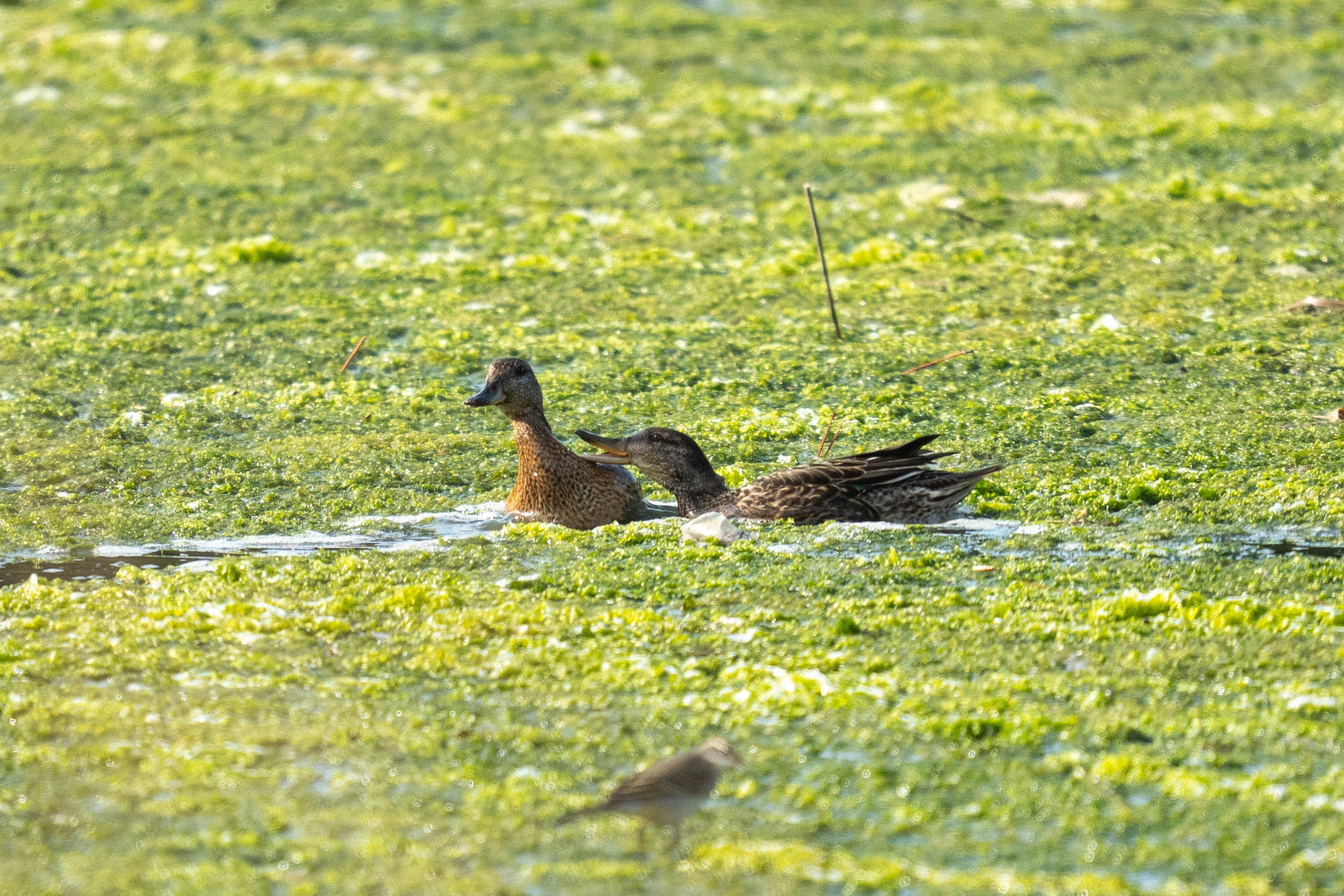 500mm 광각새찍 투척 (12)