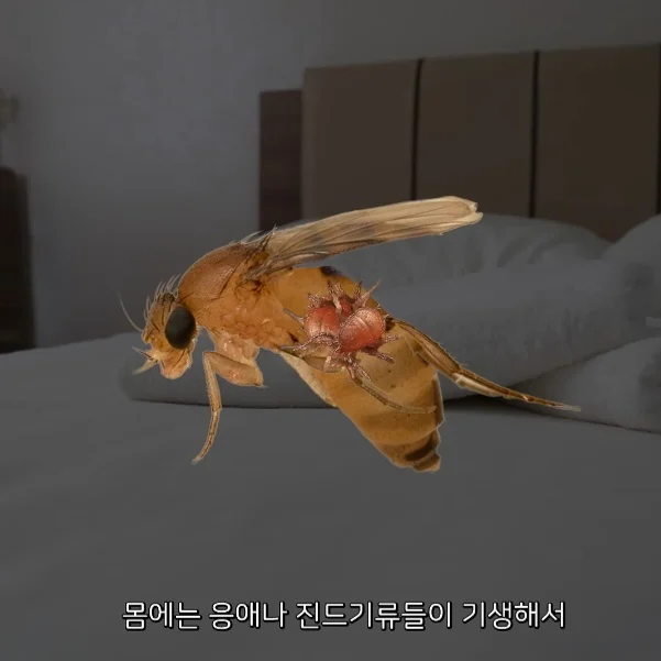 벼룩파리의 불편한 진실 (4)