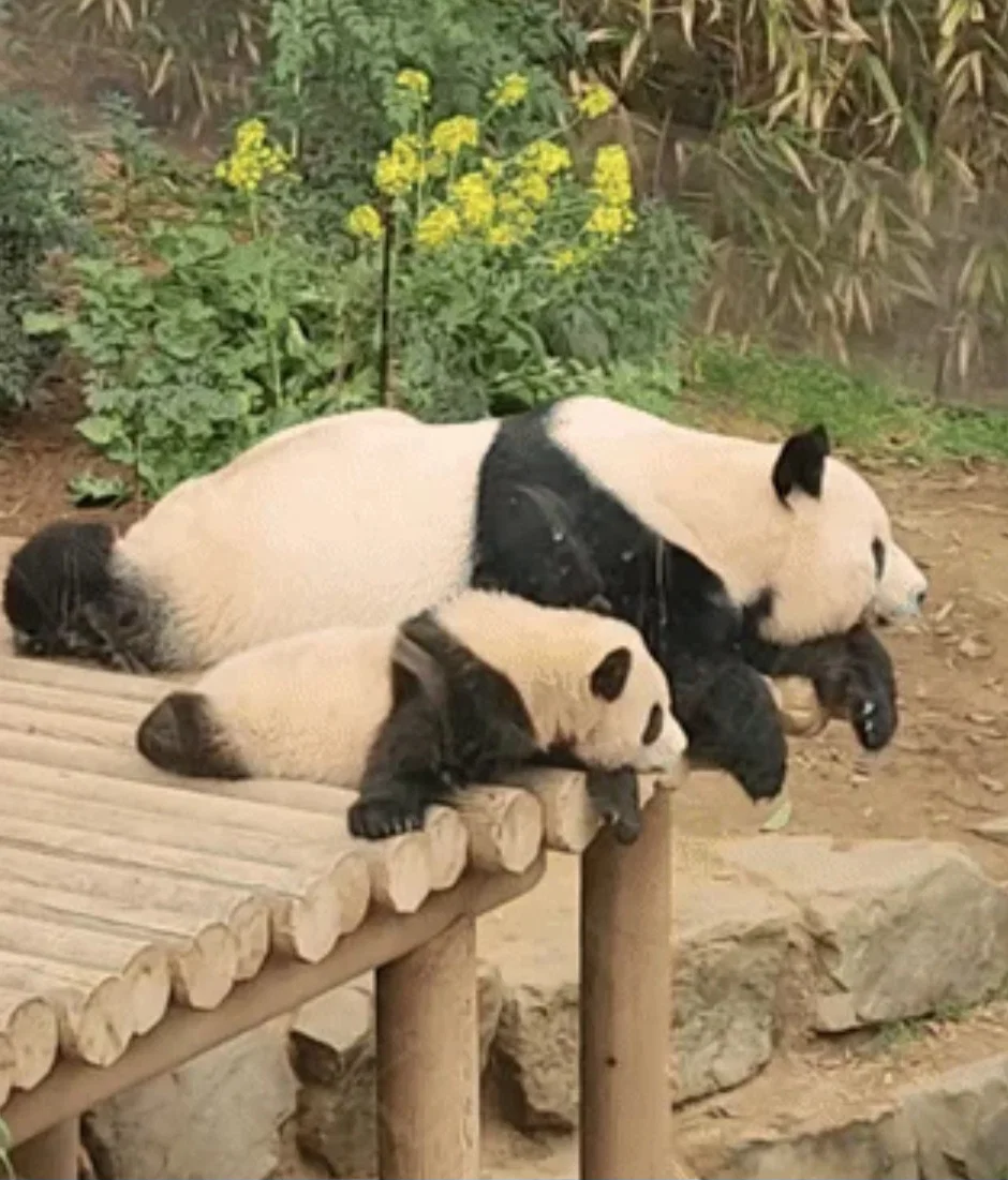 아이바오 따라하는 후이바오 🐼❤🩷 (14)