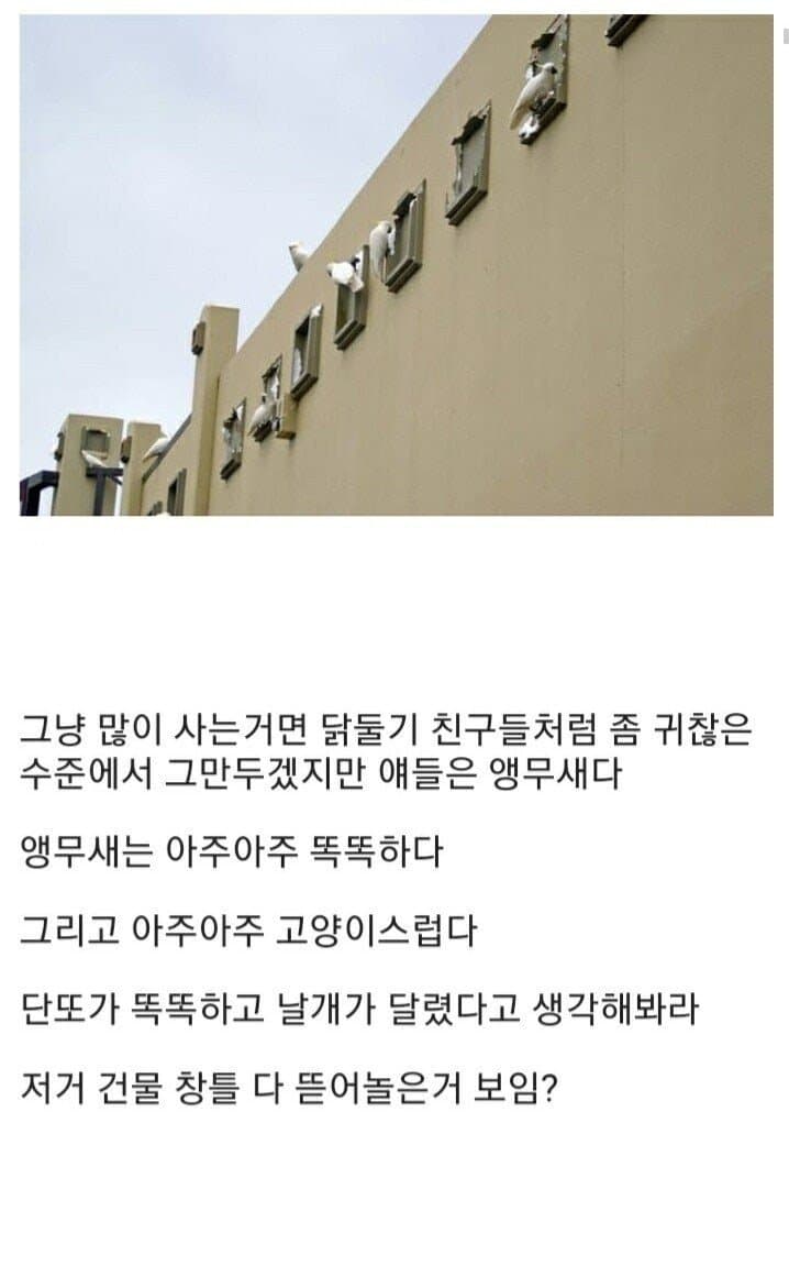 싱글벙글 플라잉스마트단또들에게 지배받는 호주 (4)