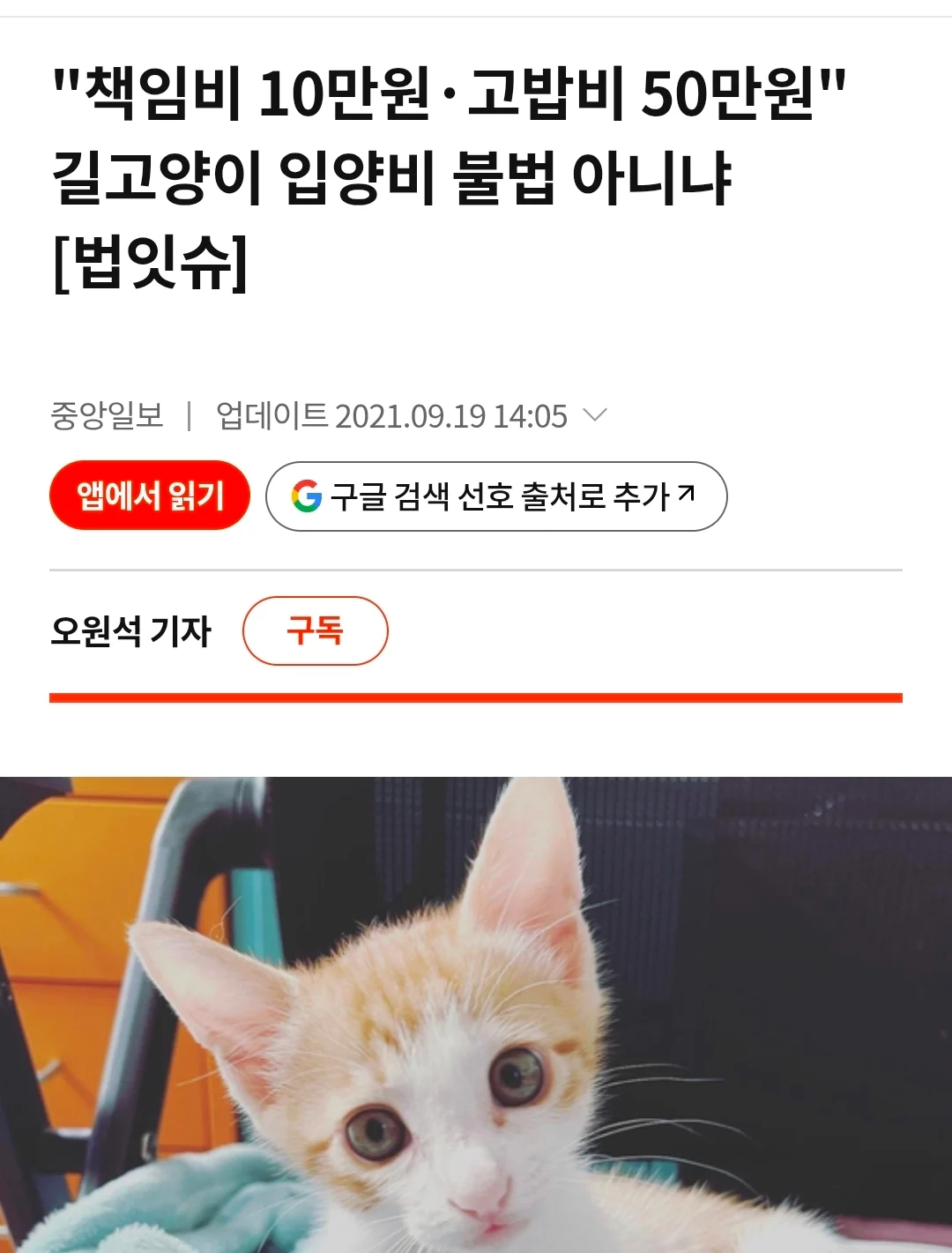 펫샵에 발광하는 트페미노괴들이 많은 이유
