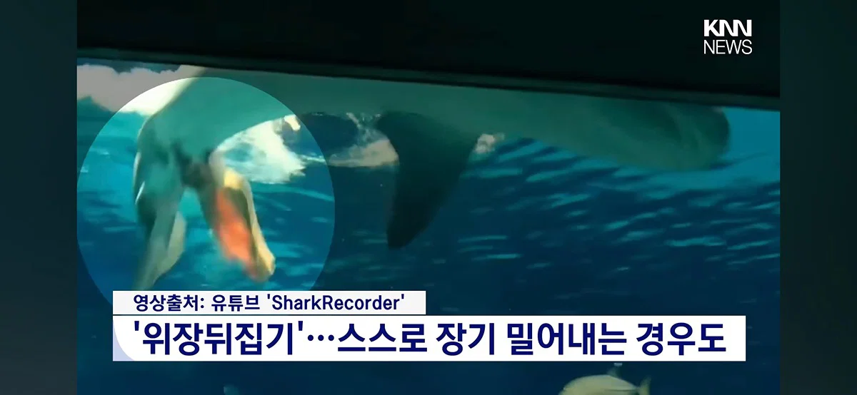 위장을 밖으로 꺼내 장세척 하는 부캉이(와 글에 달린 댓글들) (4)