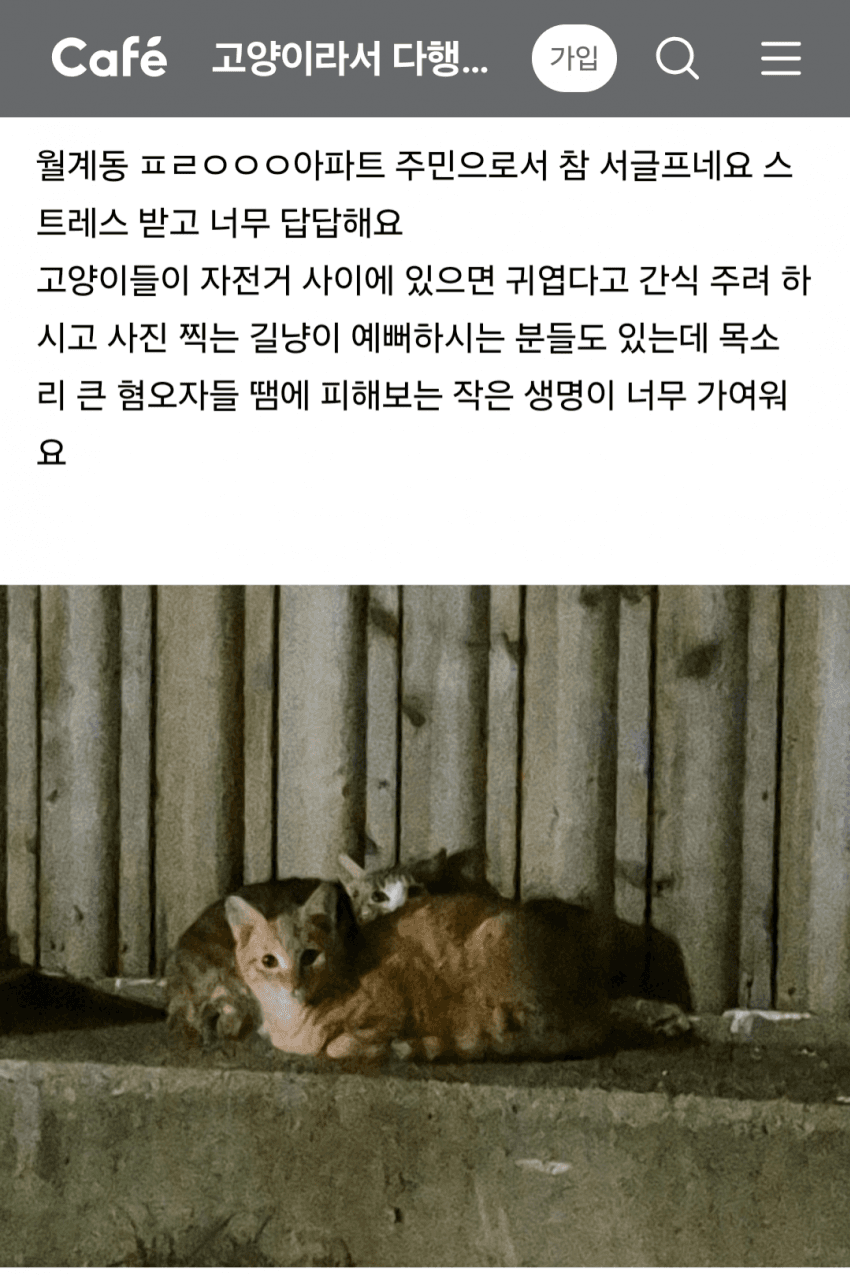 아파트에서 싸운 캣맘 (4)