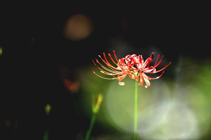 꽃 사진 몇 장 (8)