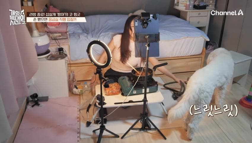 싱글벙글 반려견이 스트레스 받는데도 방송 촬영은 멈출 수 없다는 보호자 (12)