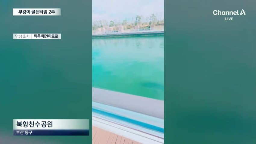 한 달째 갇힌 부산 상어…세 번째 탈출 작전 (3)