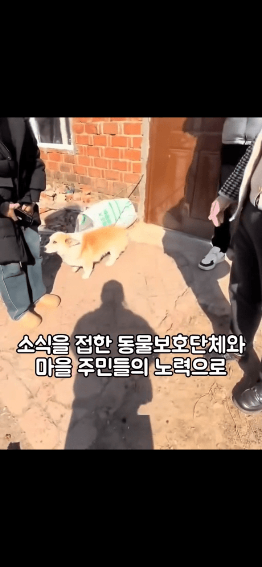 조회수 2억. 웰시코기 하드캐리. 개장수한테 도망가는개들 (14)