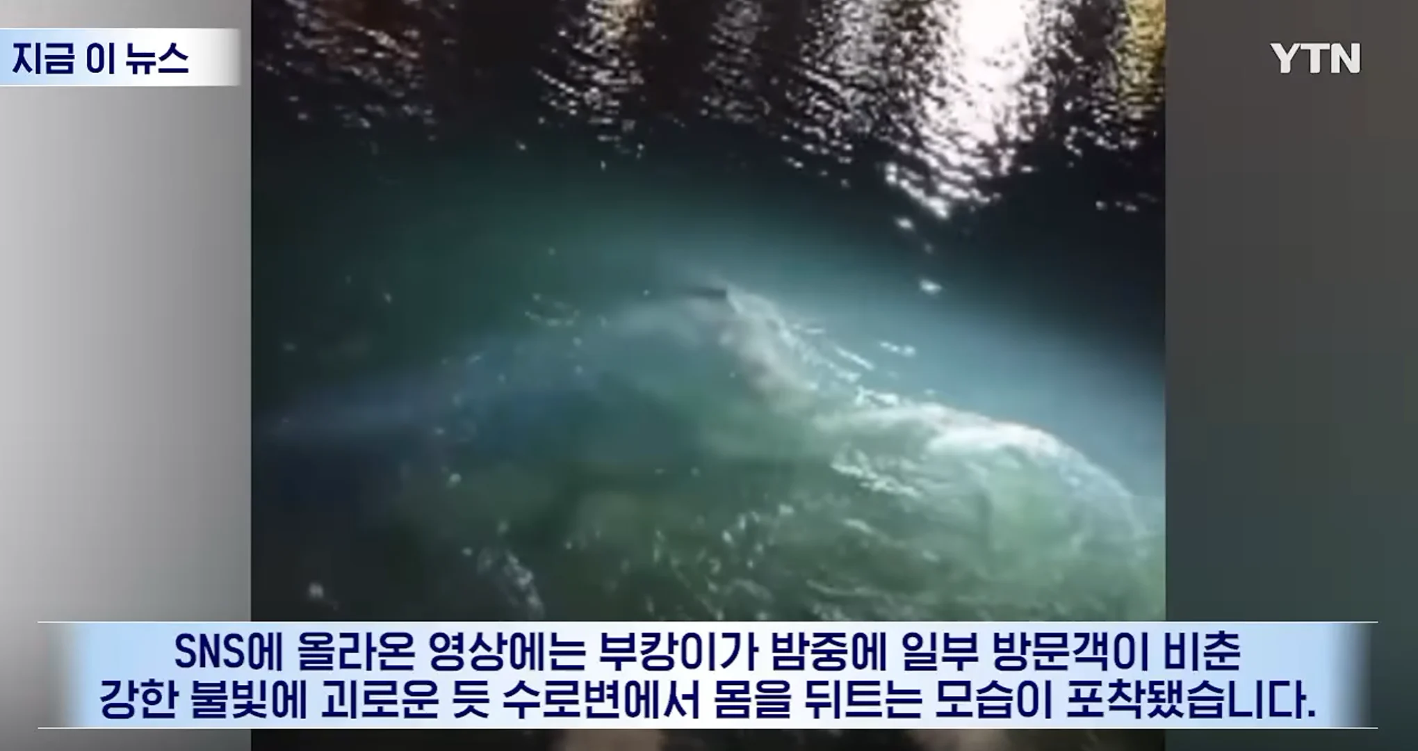 부캉이 근황 (2)