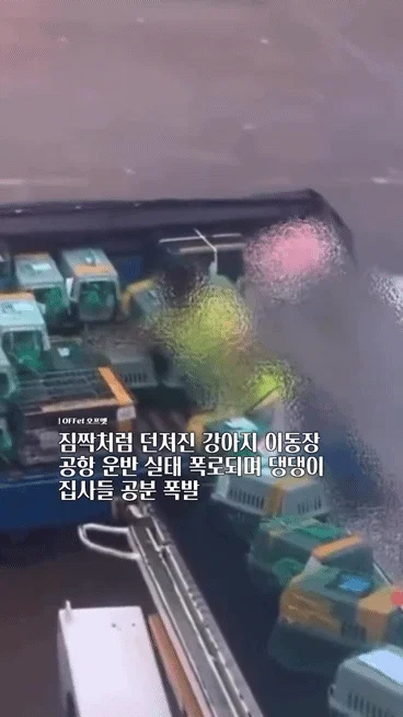 짐짝처럼 던져진 강아지 이동장 공항 운반 실태....... (2)