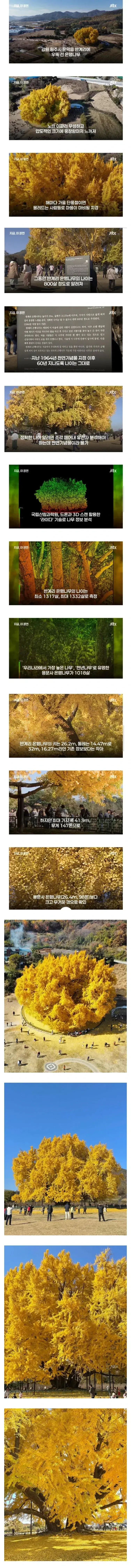 800살이라고 화제였던 은행나무나이 거짓으로 밝혀짐 (2)
