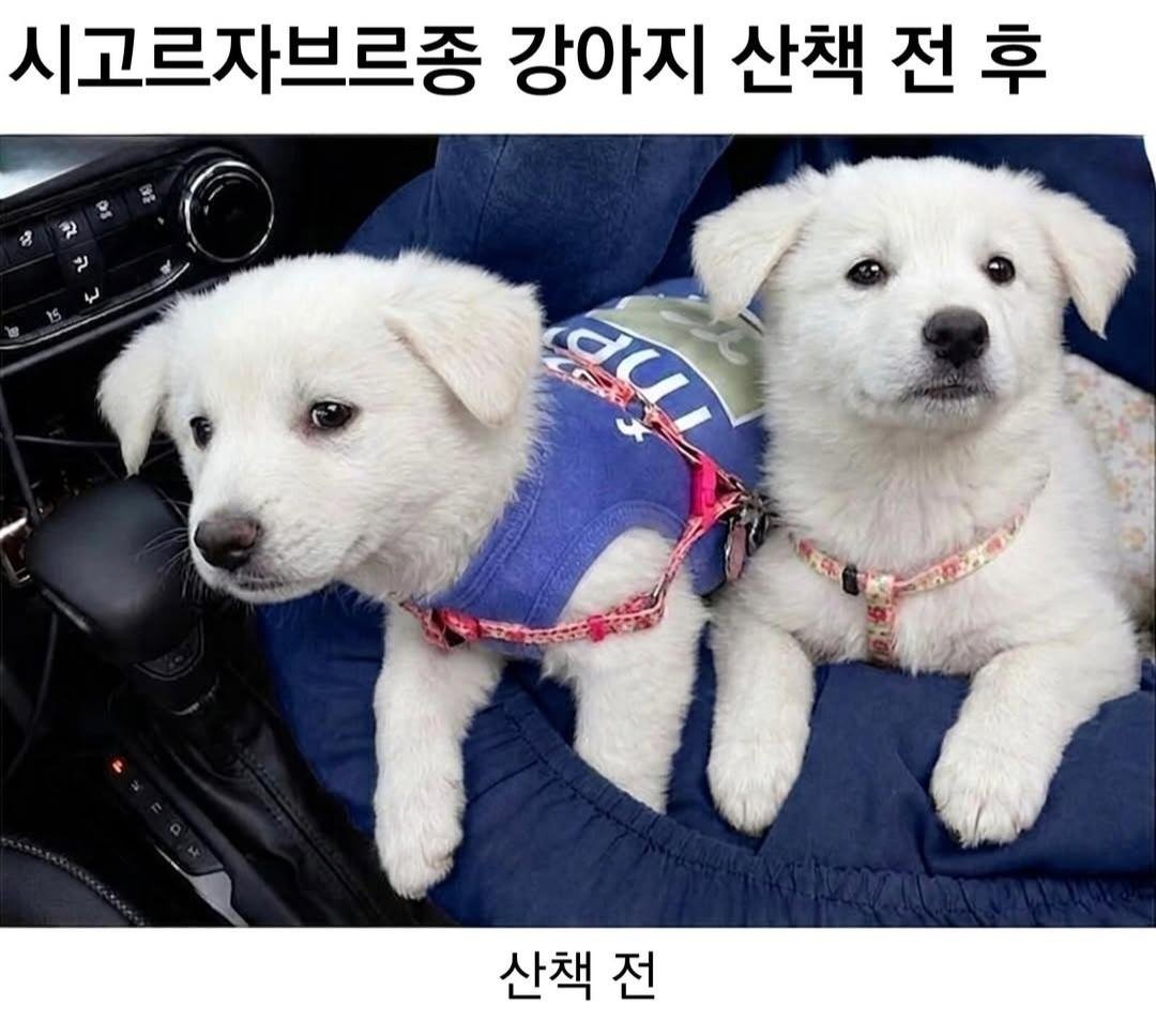 시고르자브르종  산책 전 후..!