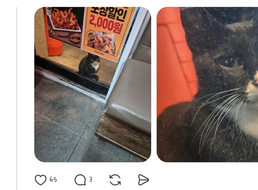 싱글벙글  밥 먹으러 오는 텰바퀴가 쳐다봄 (3)