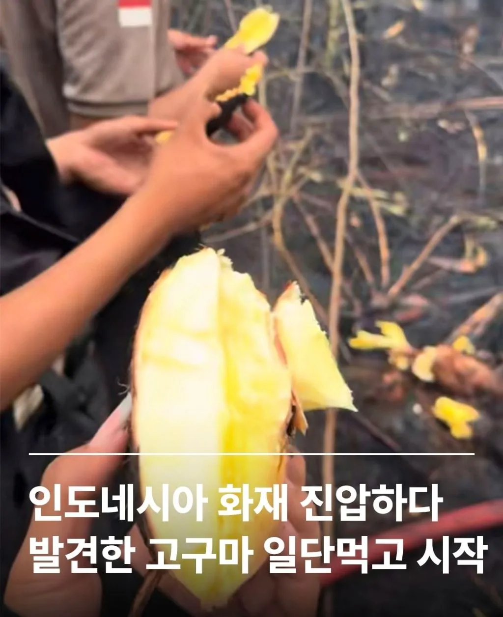 자연이 구워준 고구마(?)