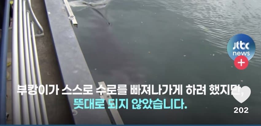 부산 상어.... 부캉이 구조 실패 ㄷㄷ...News (5)