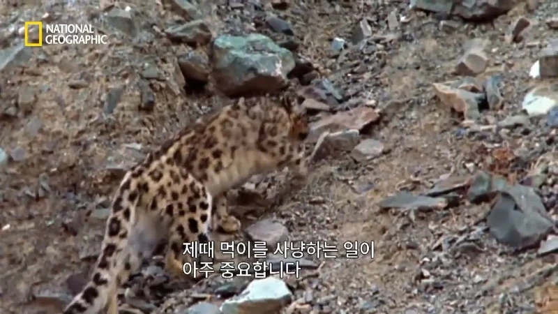 사냥 중 120m 절벽 아래로 떨어진 눈표범. jpg & YouT