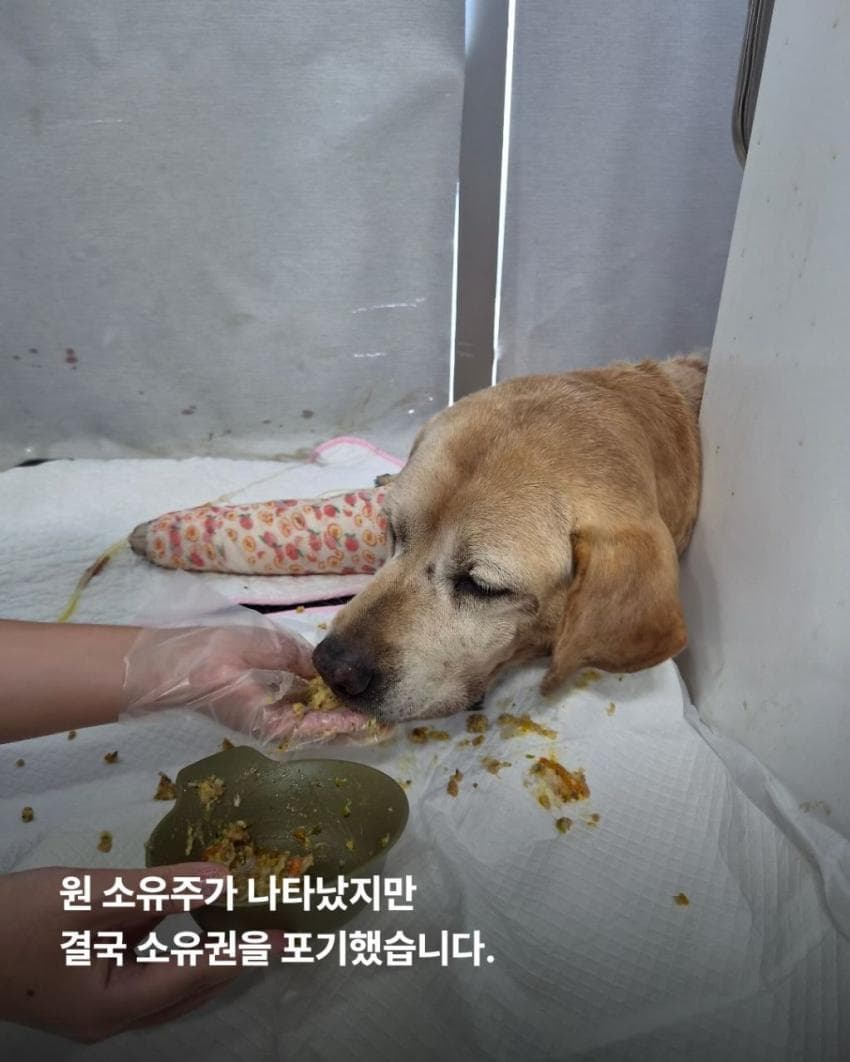 싱글벙글 7시간동안 수로에 빠져 가만히 있던 리트리버 근황 (4)