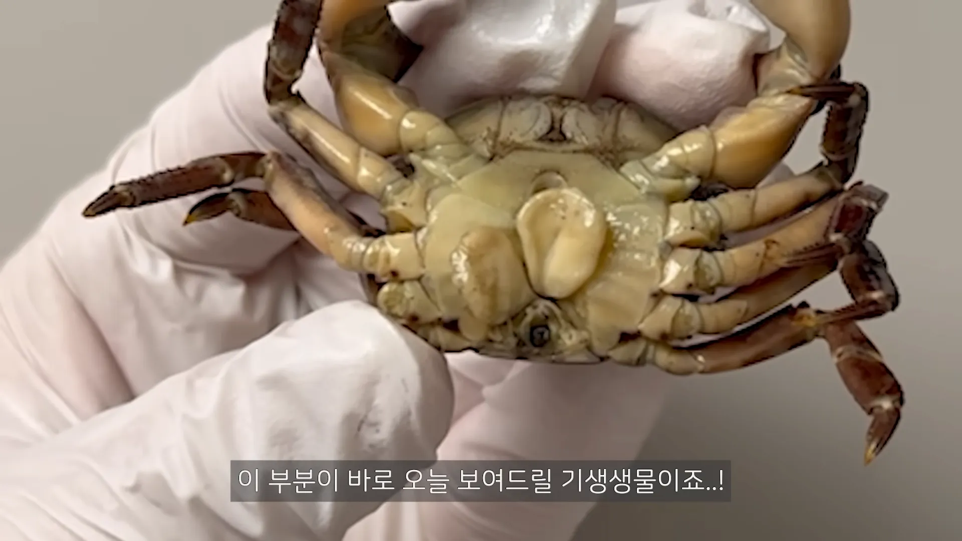 현실에서 TS를 시켜주는 성전환 기생충...ㄷㄷㄷ