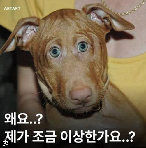 동물의 눈이 정면에 있으면 (5)