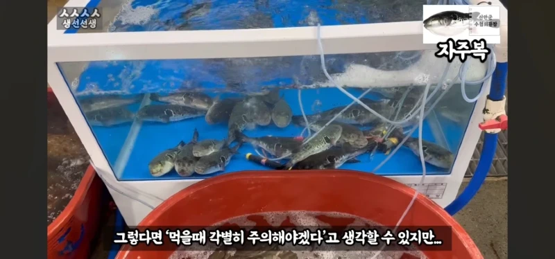 산란기의 복어독이 강하지만 상관없는이유