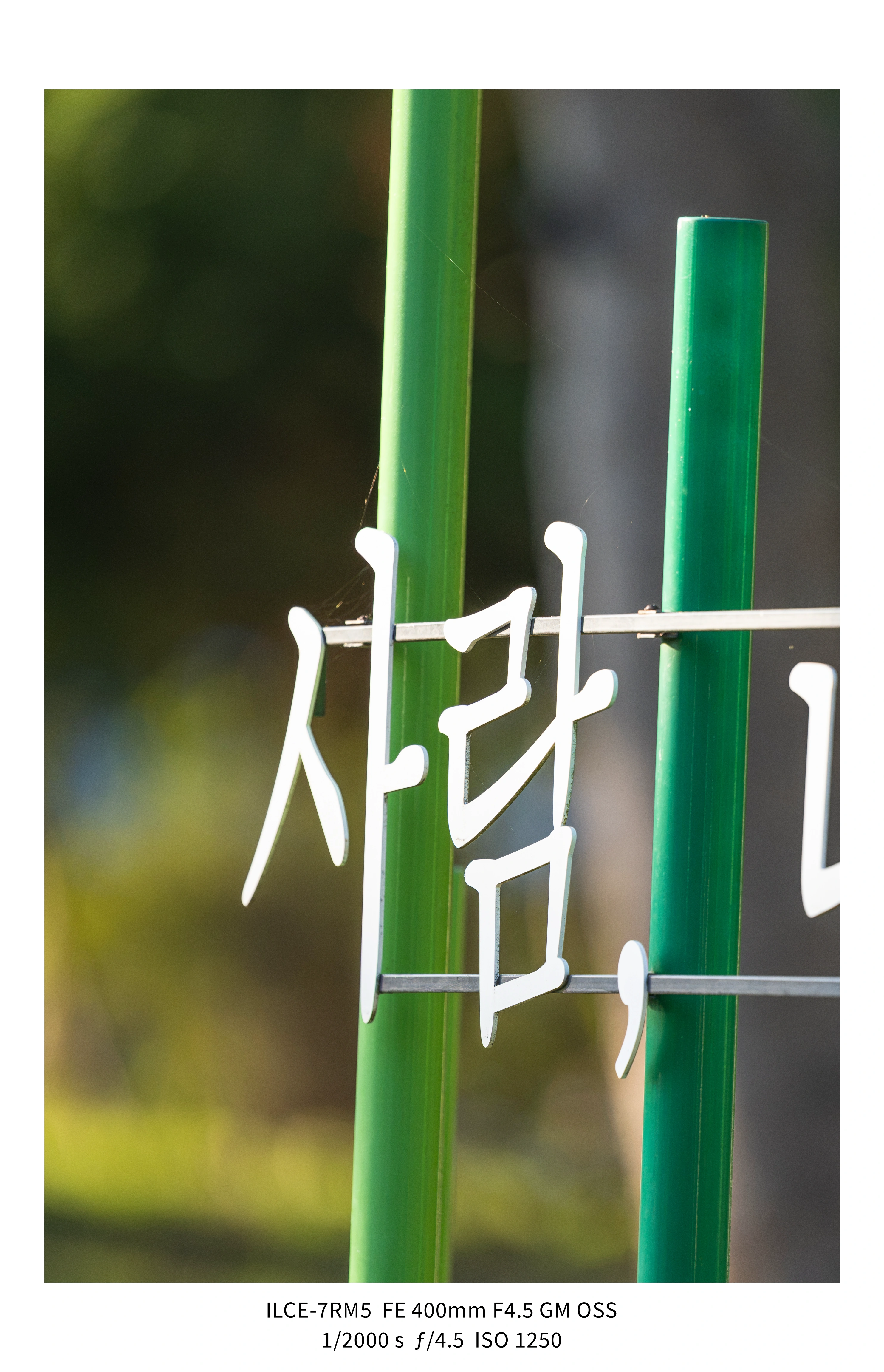애기사백금(400mm F4.5 GM) non-새찍 작례 (25장) (9)